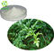 Herbal Extract Vine Tea Extract Powder Dihydromyricetin Powder 50% 98% Ampelopsin Myricetin