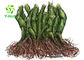 Healthy Sleep Supplement Natural Kava Herb Extract 30% 50% 70% Bulk Kavalactones